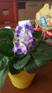  - violete in colectie