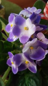  - violete in colectie
