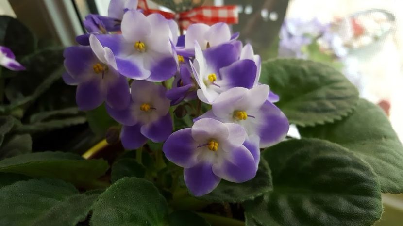  - violete in colectie