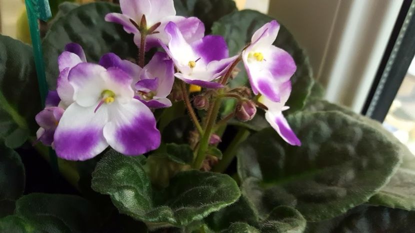  - violete in colectie