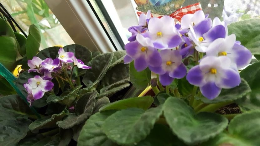  - violete in colectie