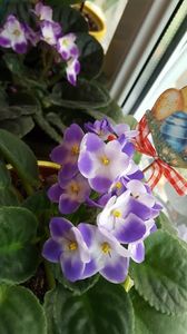  - violete in colectie
