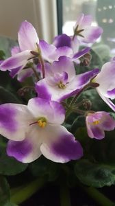  - violete in colectie