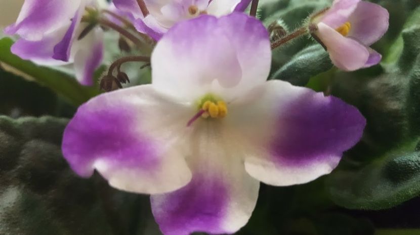  - violete in colectie