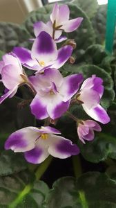  - violete in colectie