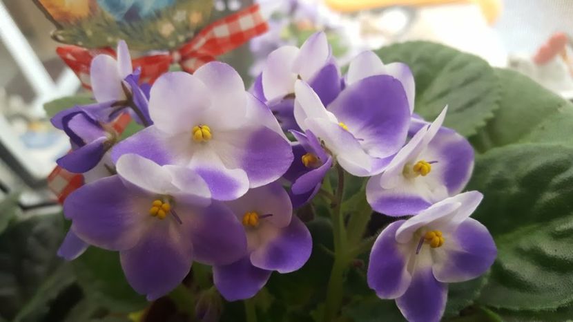  - violete in colectie