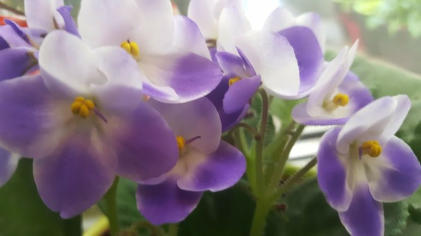  - violete in colectie