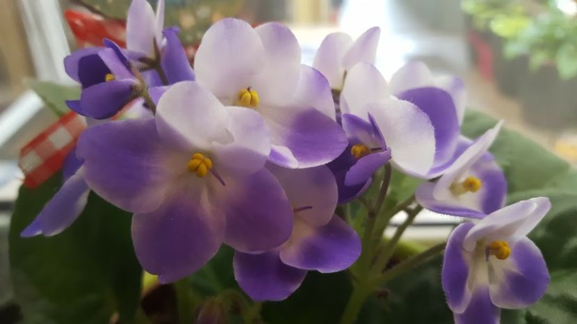  - violete in colectie