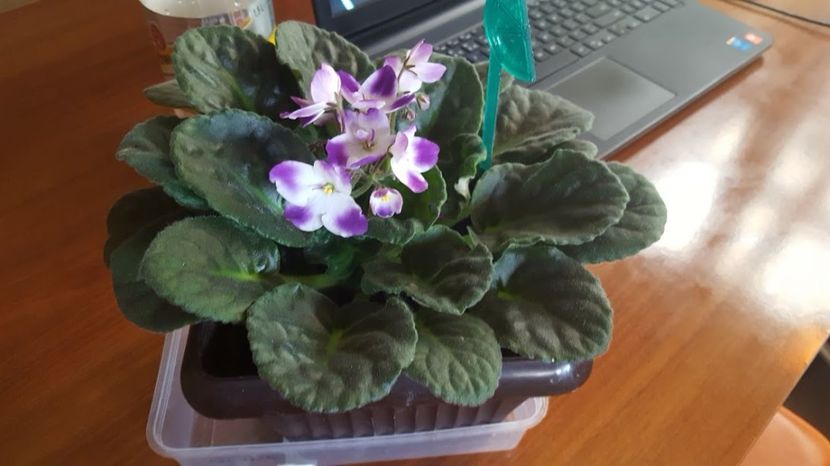  - violete in colectie