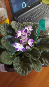  - violete in colectie
