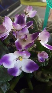  - violete in colectie