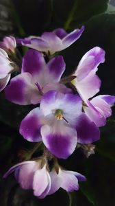  - violete in colectie