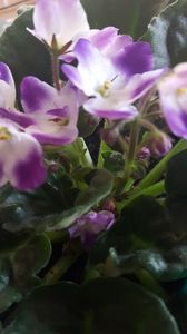  - violete in colectie