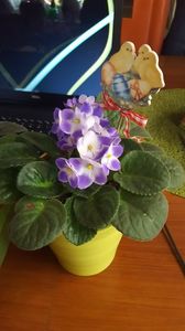  - violete in colectie