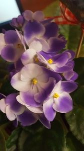  - violete in colectie