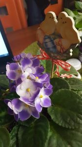  - violete in colectie