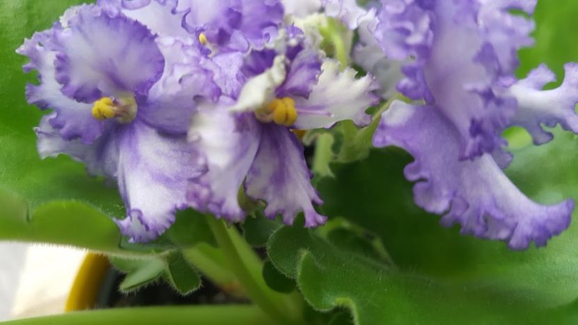  - violete in colectie