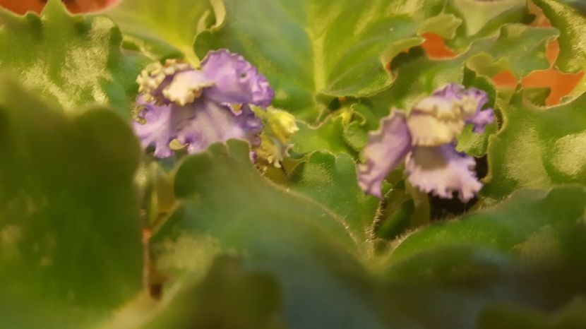  - violete in colectie