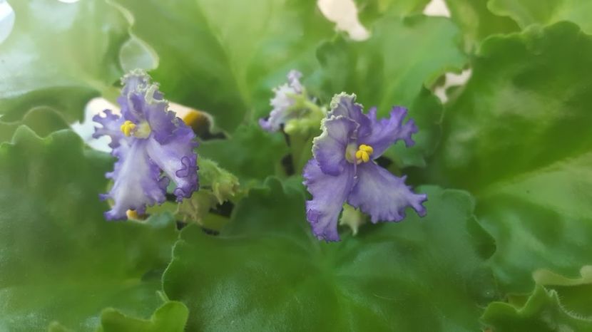  - violete in colectie