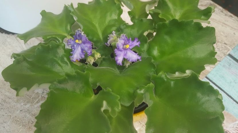  - violete in colectie