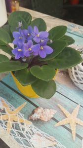  - violete in colectie