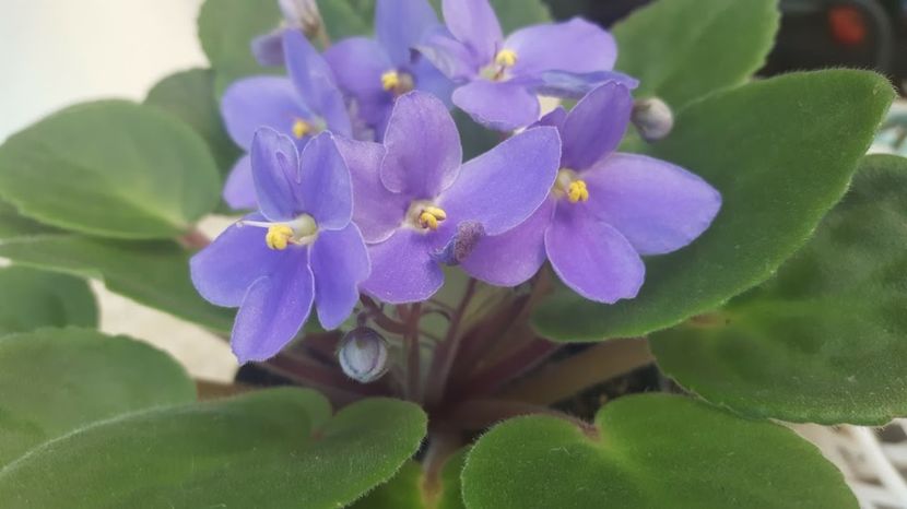  - violete in colectie