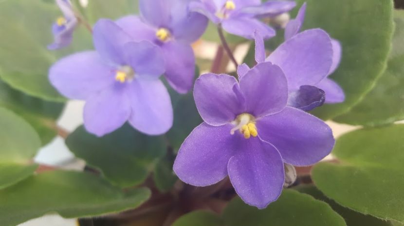  - violete in colectie
