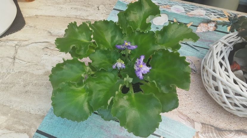  - violete in colectie