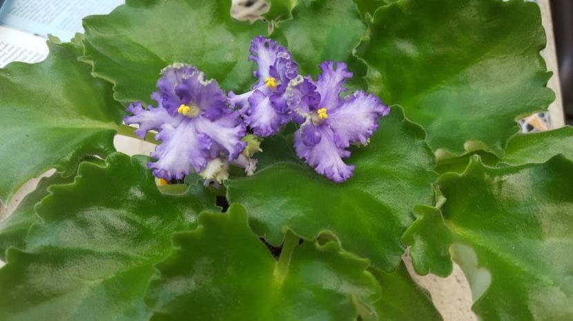  - violete in colectie