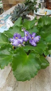  - violete in colectie