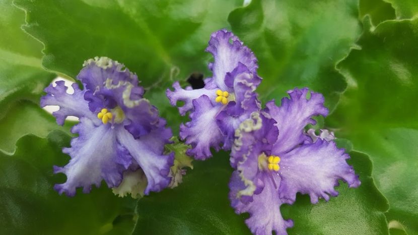  - violete in colectie