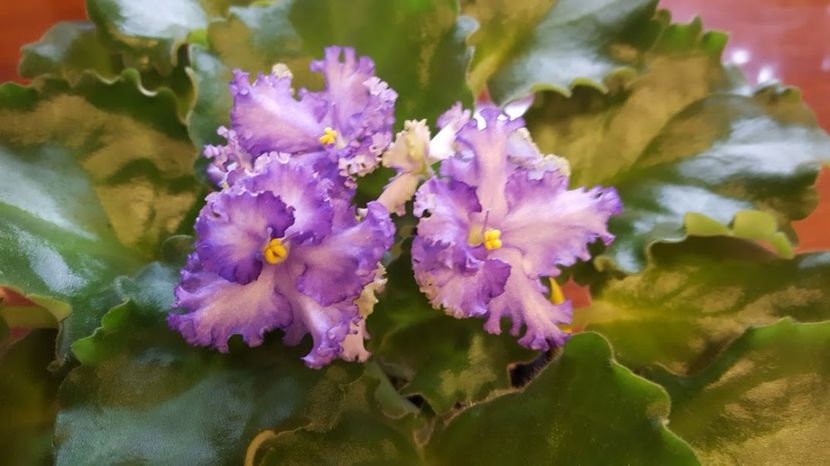  - violete in colectie