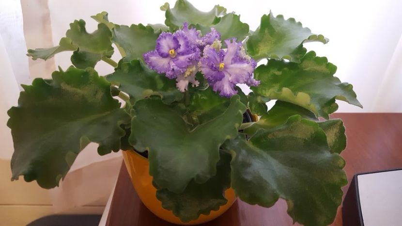  - violete in colectie