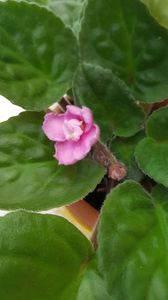  - violete in colectie