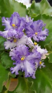  - violete in colectie