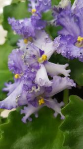  - violete in colectie