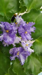  - violete in colectie