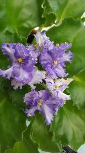  - violete in colectie