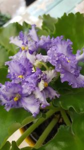  - violete in colectie