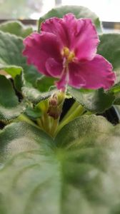  - violete in colectie