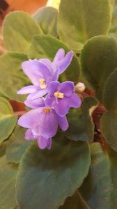  - violete in colectie