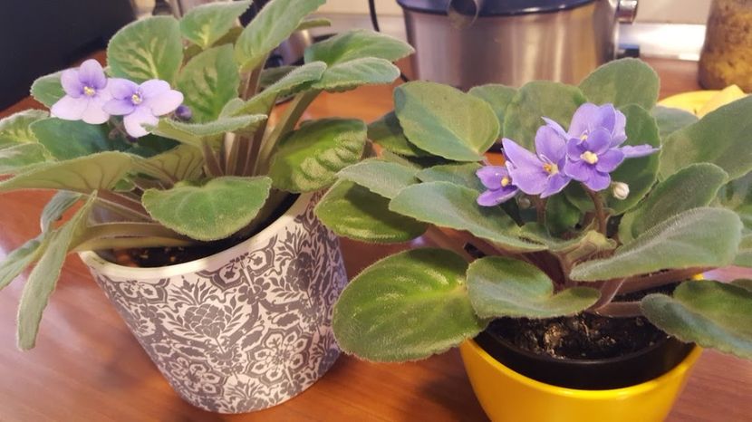  - violete in colectie