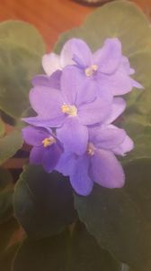  - violete in colectie