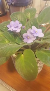  - violete in colectie