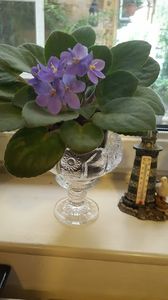  - violete in colectie