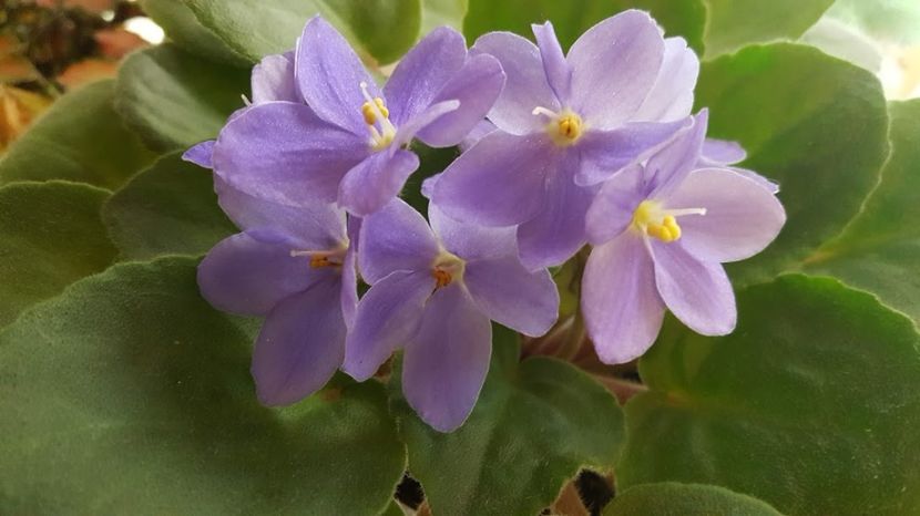  - violete in colectie