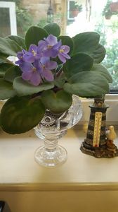  - violete in colectie