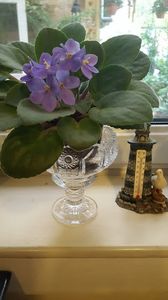  - violete in colectie