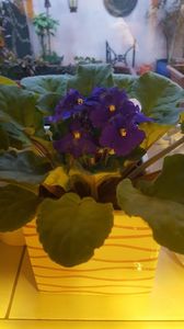  - violete in colectie