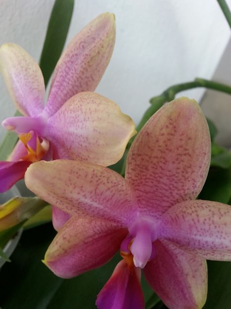  - Phalaenopsis Liodoro